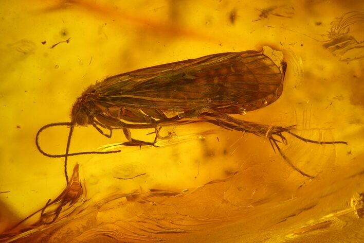 Detailed Fossil Caddisfly (Trichoptera) In Baltic Amber #159761